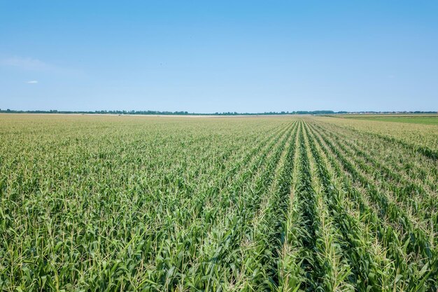 Campo di mais verde, campo di mais.