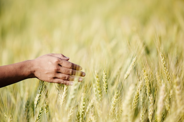 Campo di orzo contadino godendo di grande raccolto.