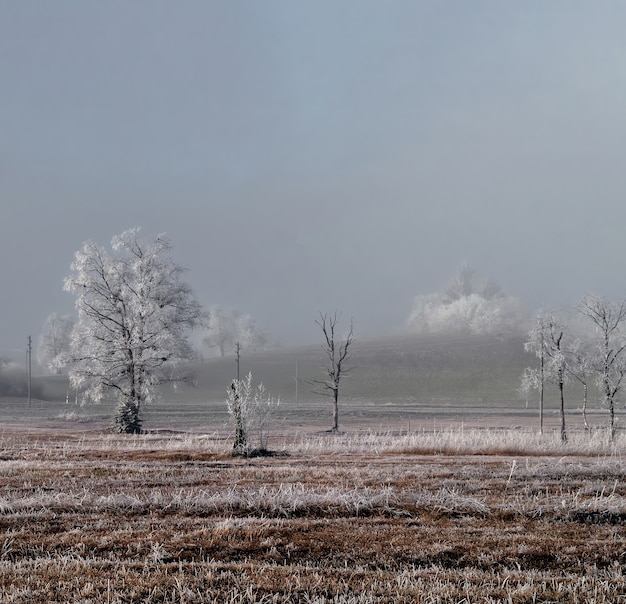 Campo di piante e alberi durante il giorno