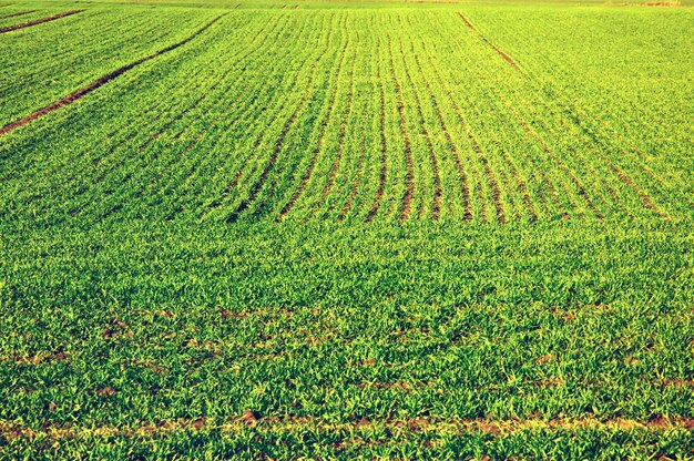 Campo di raccolto verde