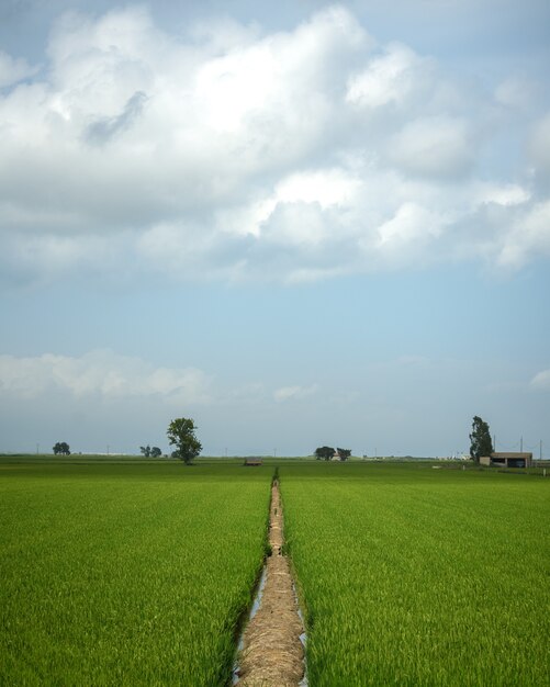 Campo di riso verde con cielo azzurro e nuvole