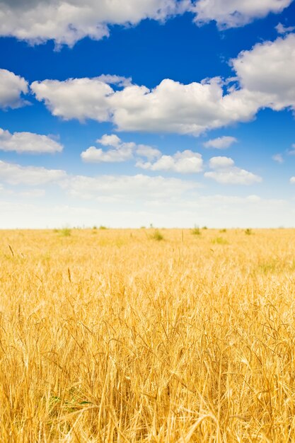 Campo di segale e cielo nuvoloso