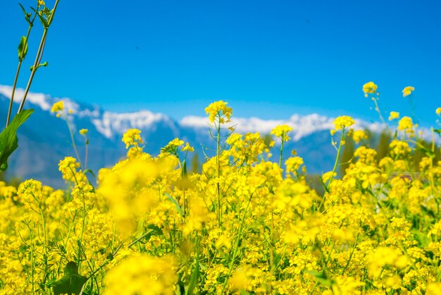 Campo di senape con bellissime montagne innevate paesaggio dello stato di Kashmir, India