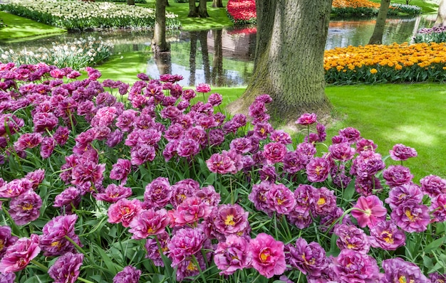 Campo di tulipani in giardini Keukenhof, Lisse, Paesi Bassi