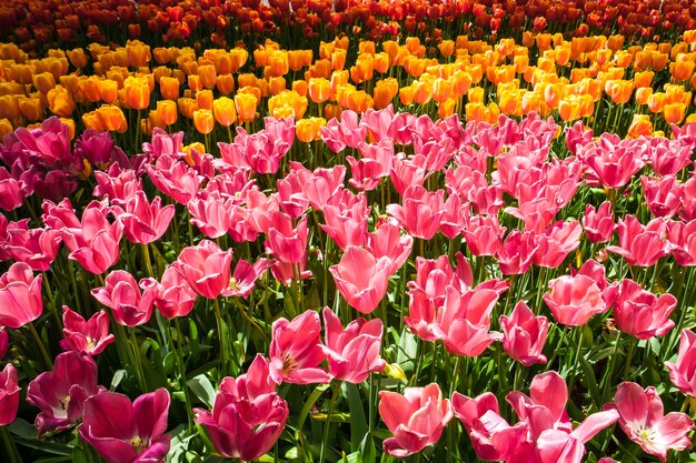 Campo di tulipani in Keukenhof giardino fiorito, Lisse, Paesi Bassi, Olanda