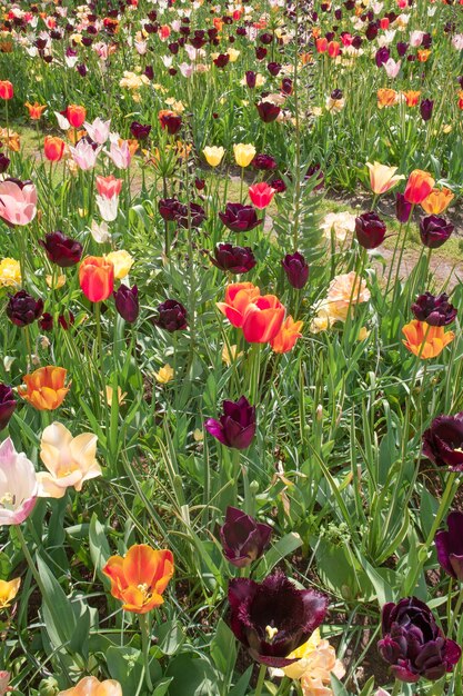 campo di tulipani nei Paesi Bassi o in Olanda