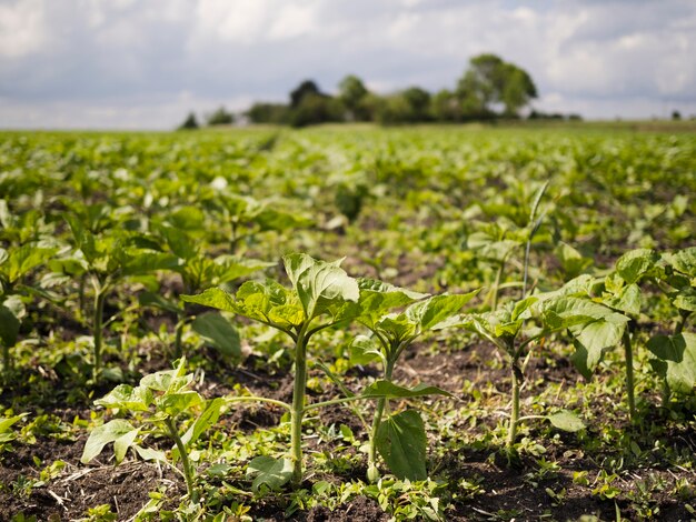 Campo di vista frontale con paesaggio di piante