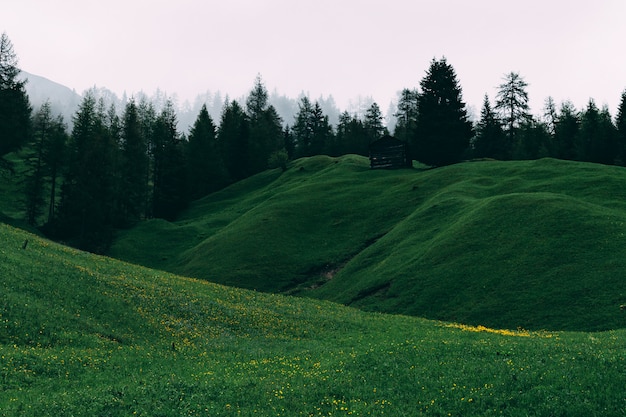 Campo ed alberi di erba verde