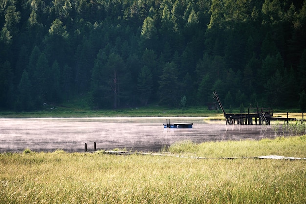 Campo erboso asciutto vicino all'acqua con alberi