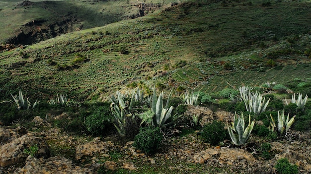 Campo erboso con piante di agave su una collina