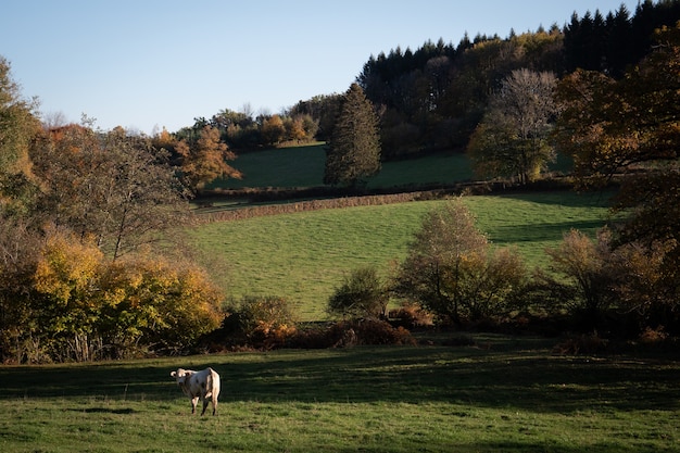 Campo francese con mucca in Borgogna