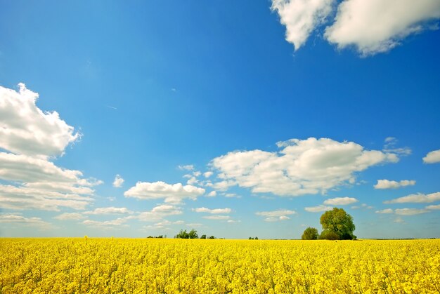 Campo giallo con le nuvole