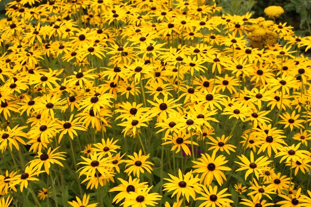 campo giallo di margherite