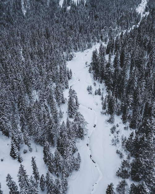 Campo lungo di una strada circondata da alberi di pino con un cielo blu in inverno