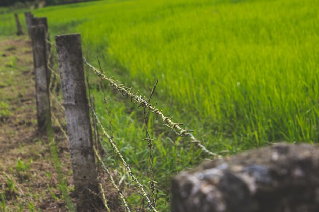 Campo recintato con erba verde