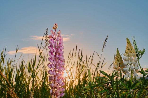 Campo selvaggio bellissimi fiori lupini nel prato contro il cielo blu estivo Fiori sullo sfondo del sole estate