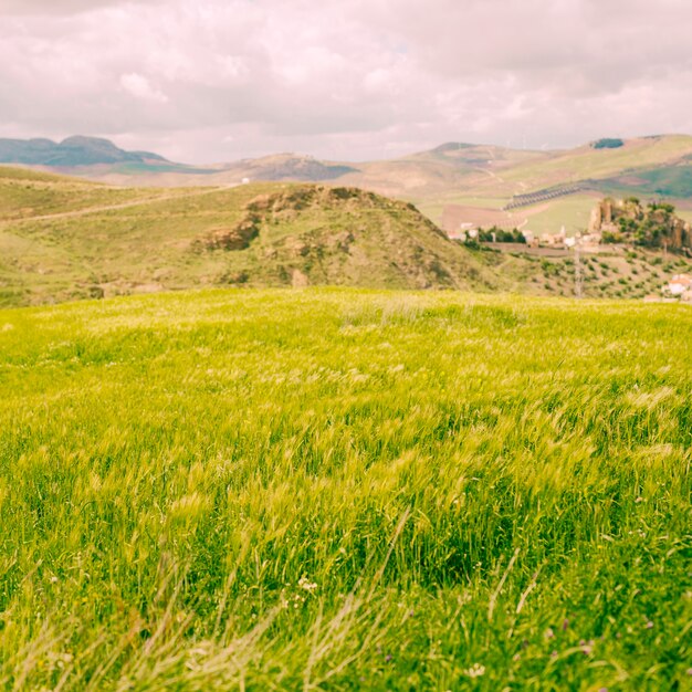 Campo verde brillante in campagna