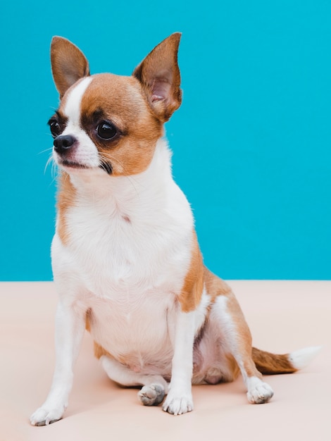 Cane a grandezza naturale della chihuahua che si siede fondo blu