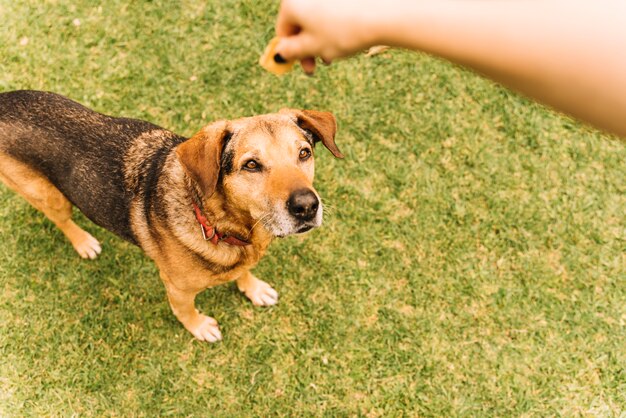 Cane adorabile che posa nel giardino