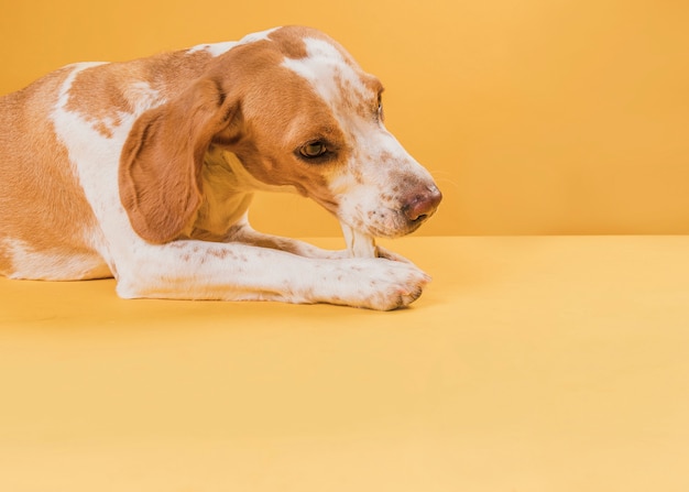 Cane adorabile che si siede e che mangia un osso