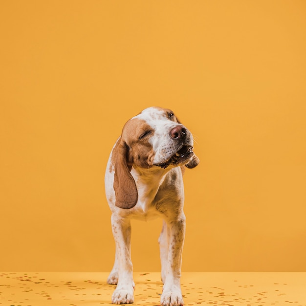 Cane adorabile che sta con il cane chiuso degli occhi