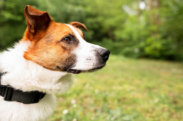 Cane adorabile del primo piano che gode della passeggiata nel parco