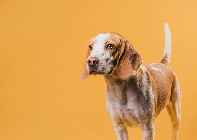 Cane adorabile di pensiero che osserva via