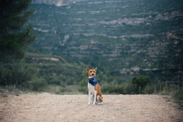 Cane Basenji che cammina nel parco. Giornata di sole estivo