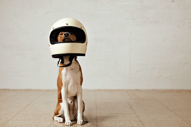 Cane basenji seduto che indossa un enorme casco da motociclista bianco in una stanza con pareti bianche e pavimenti in legno chiaro