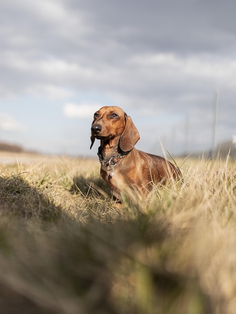 Cane bassotto marrone carino durante il giorno