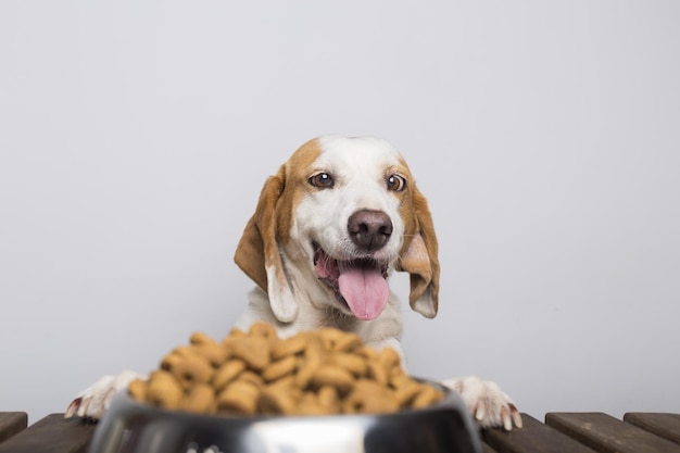 Cane bianco e marrone affamato con grandi orecchie e occhi marroni pronto a mangiare una ciotola piena di cibo