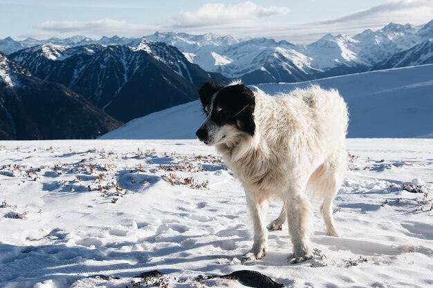Cane bianco e nero su una montagna innevata