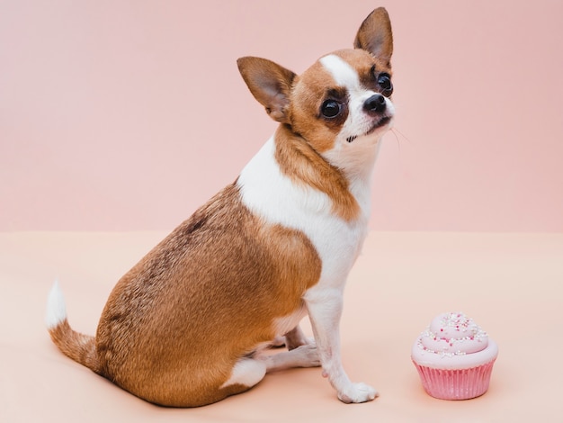 Cane bravo ragazzo seduto accanto a un delizioso cupcake
