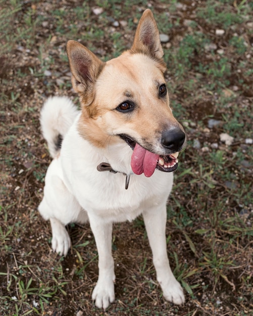 Cane carino ad alto angolo all'aperto