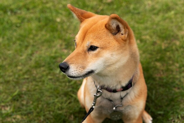 Cane carino ad alto angolo che si posa sull'erba