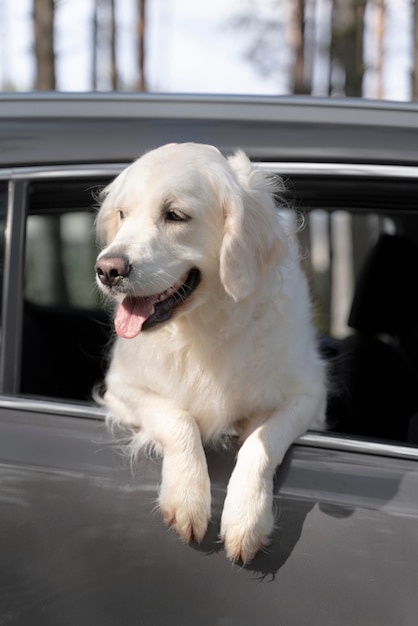 Cane carino ad angolo basso in macchina