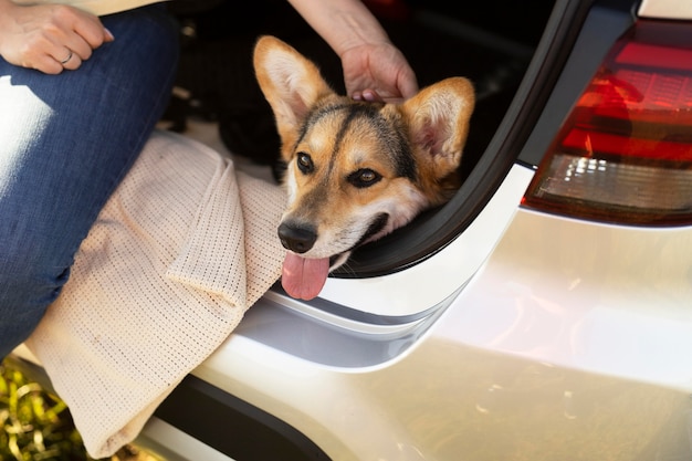 Cane carino che accarezza la mano da vicino