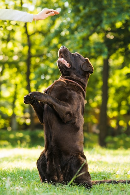 Cane carino che gioca nel parco