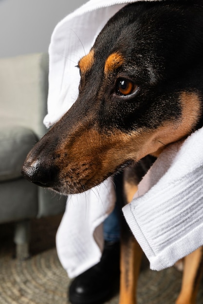 Cane carino con asciugamano