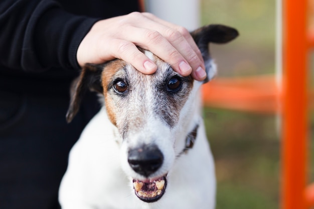 Cane carino con il proprietario nel parco per bambini