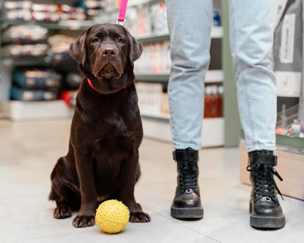 Cane carino con il proprietario presso il negozio di animali