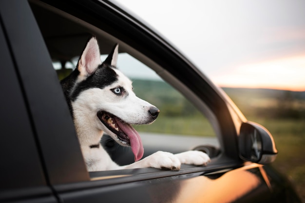 Cane carino con la lingua fuori che guarda fuori dalla finestra