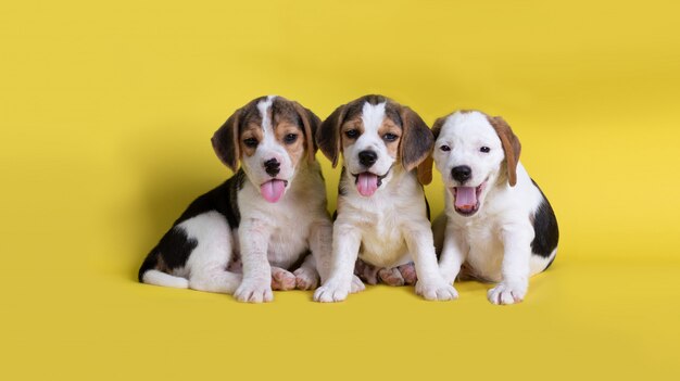 Cane, carino del gruppo di beagle cucciolo seduto e ansimando