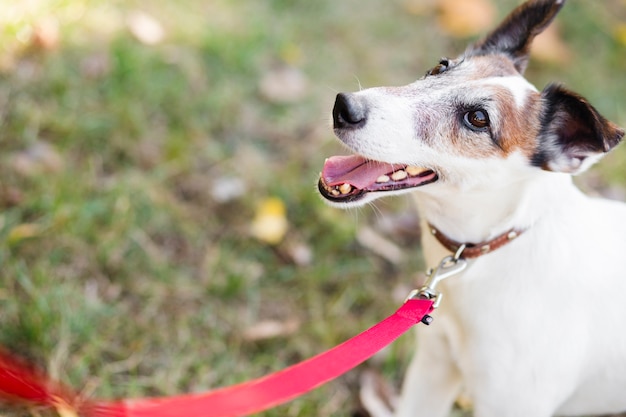 Cane carino nel parco con guinzaglio