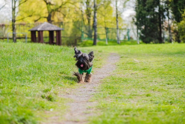 Cane carino nel parco