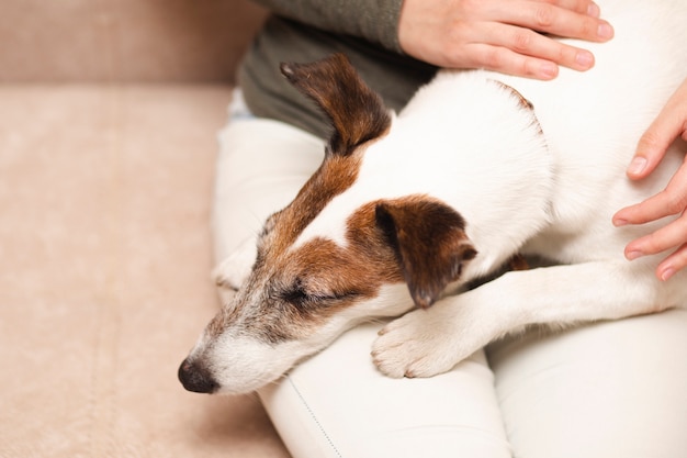 Cane carino seduto sulle ginocchia