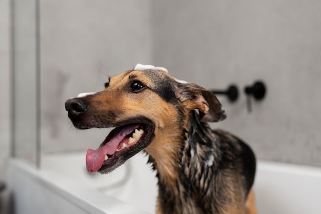 Cane carino vista laterale nella vasca da bagno