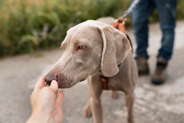 Cane che accarezza la mano da vicino