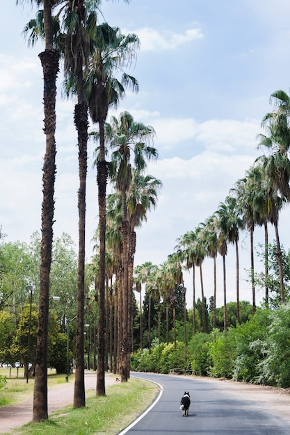 Cane che cammina sul paesaggio tropicale