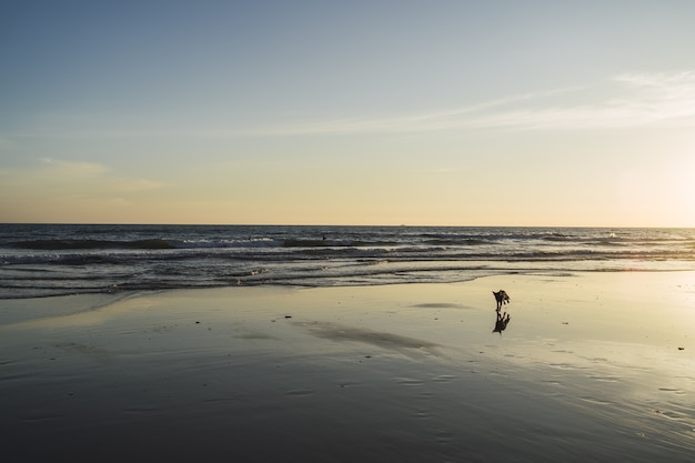 Cane che cammina sulla spiaggia con le bellissime onde del mare